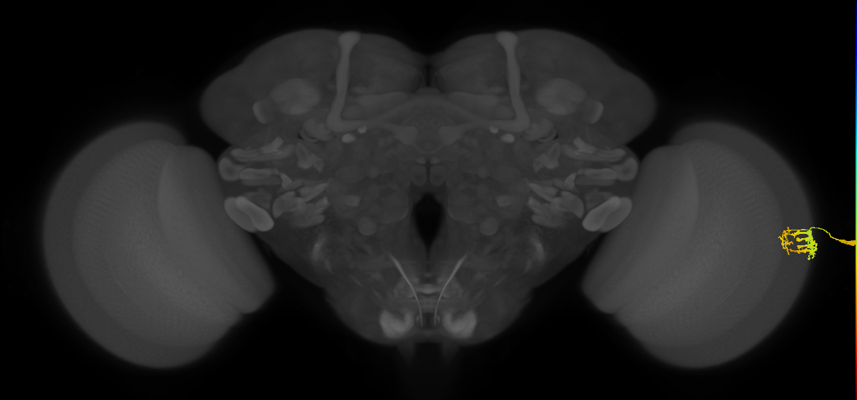 Dm9_R (MaleCNS:102225)