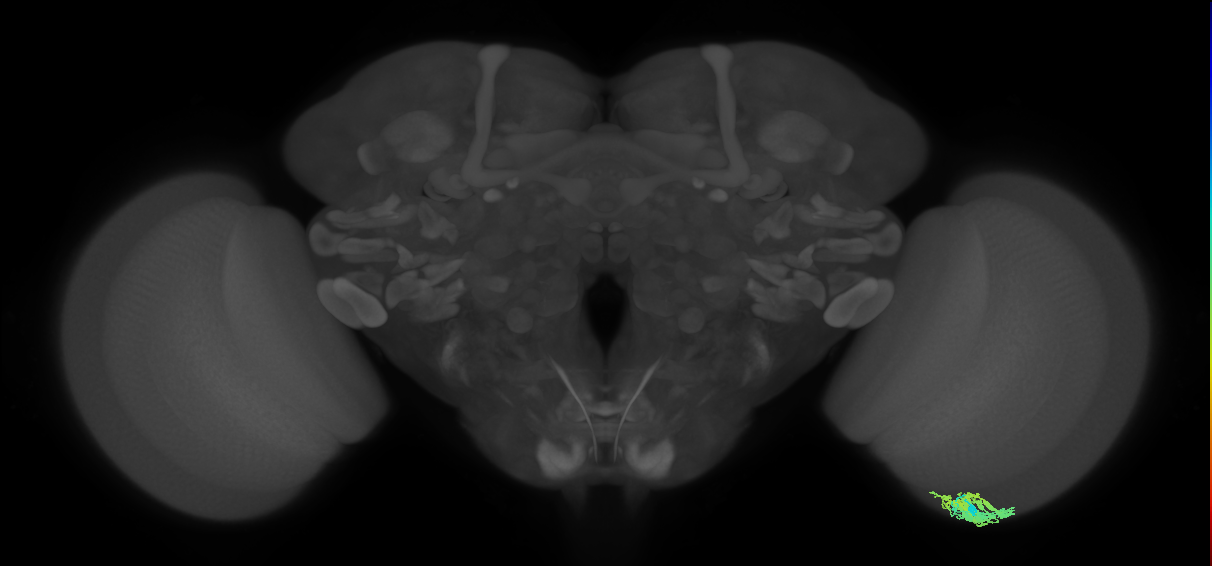 Dm9_R (MaleCNS:51803)