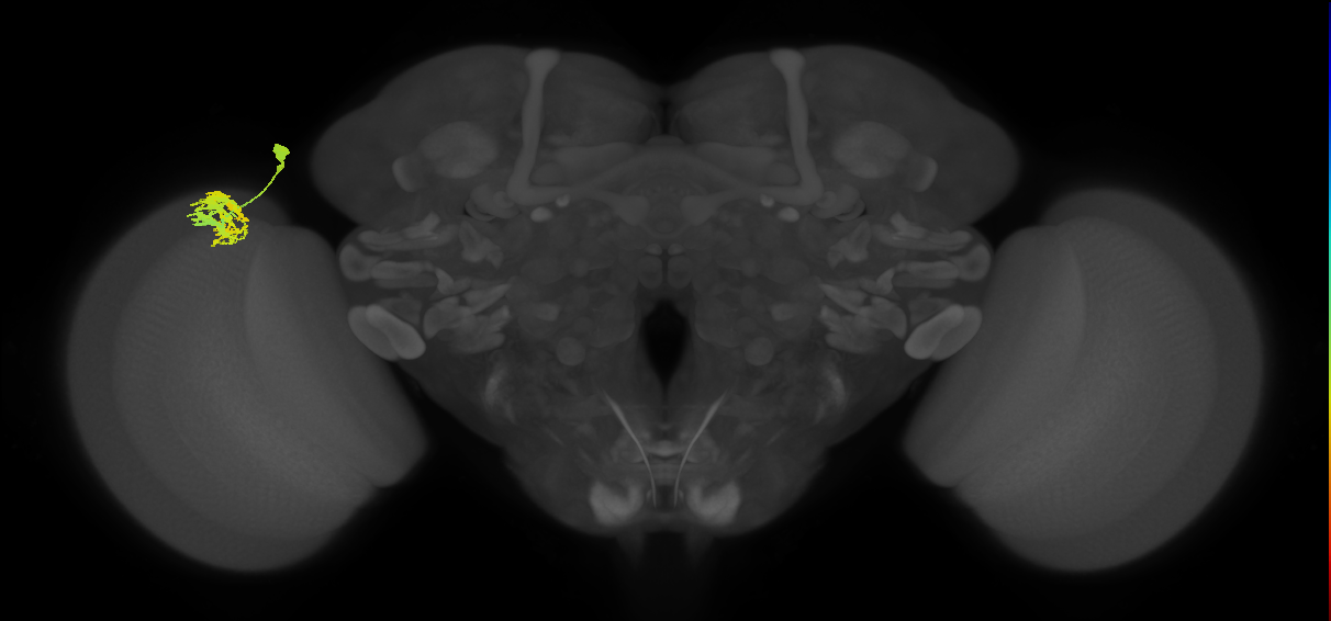 Dm9_L (MaleCNS:41095)