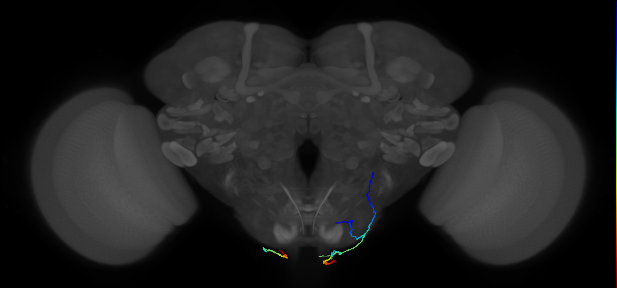 MNB lineage neuron