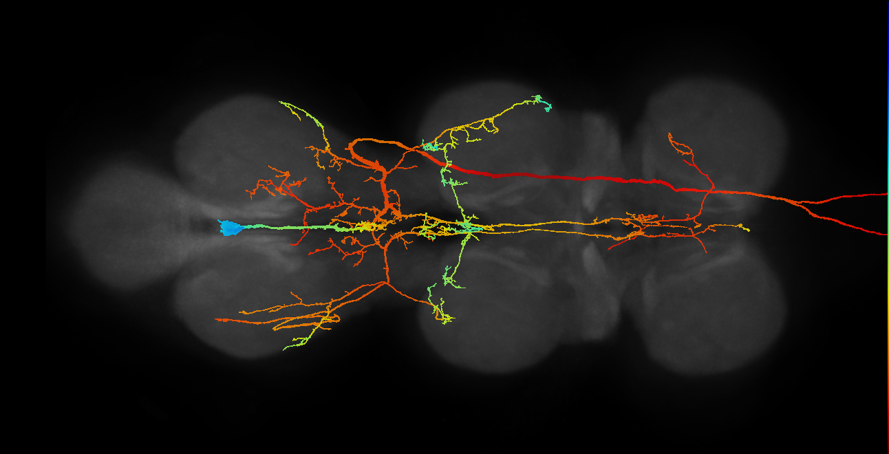 adult efferent neuron