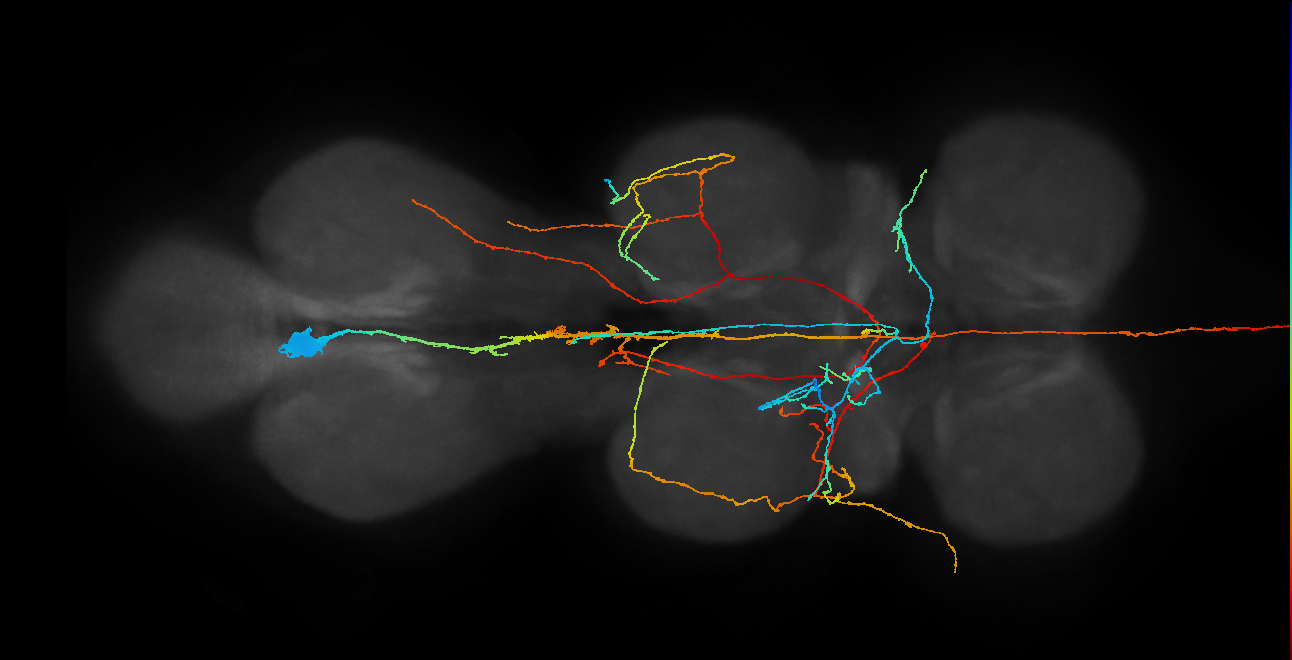 adult serotonergic T3 neuron