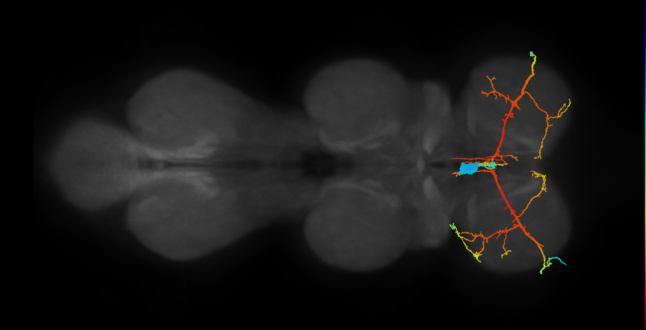 adult prothoracic ventral unpaired median neuron