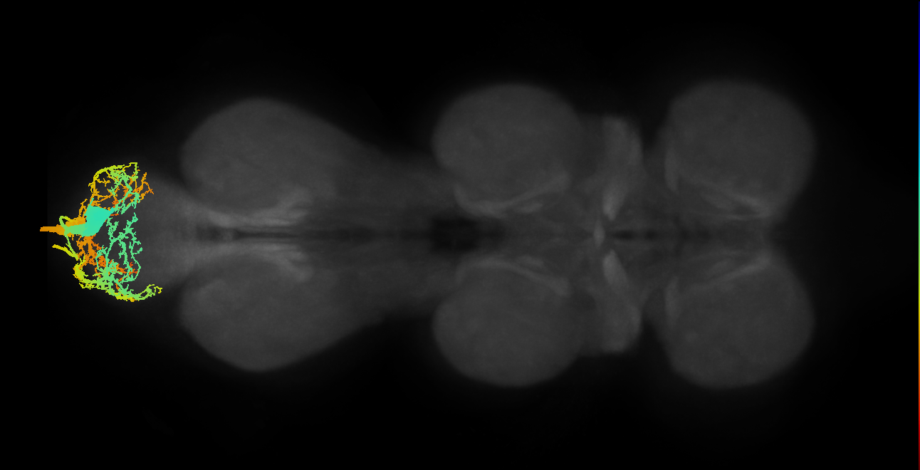 EN00B010_M (MaleCNS:804275)