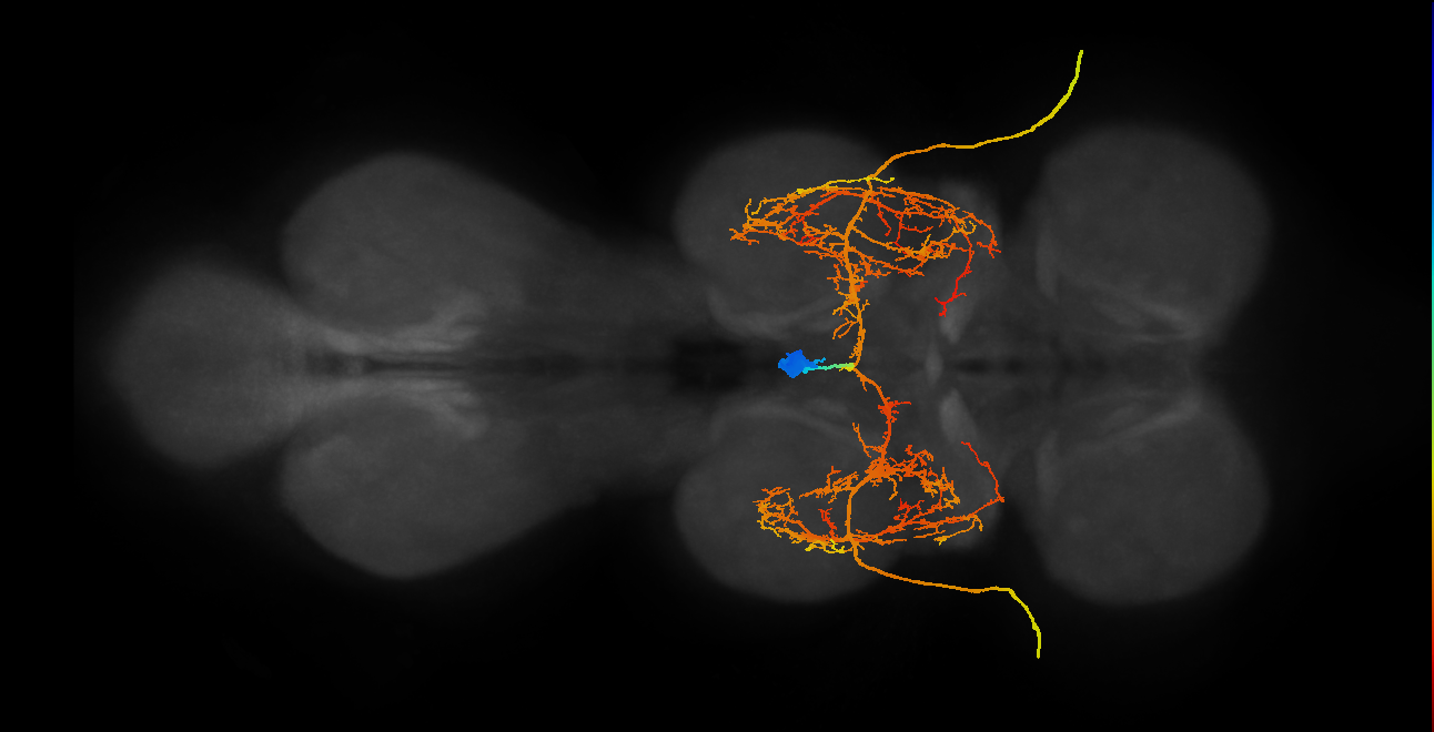 efferent neuron