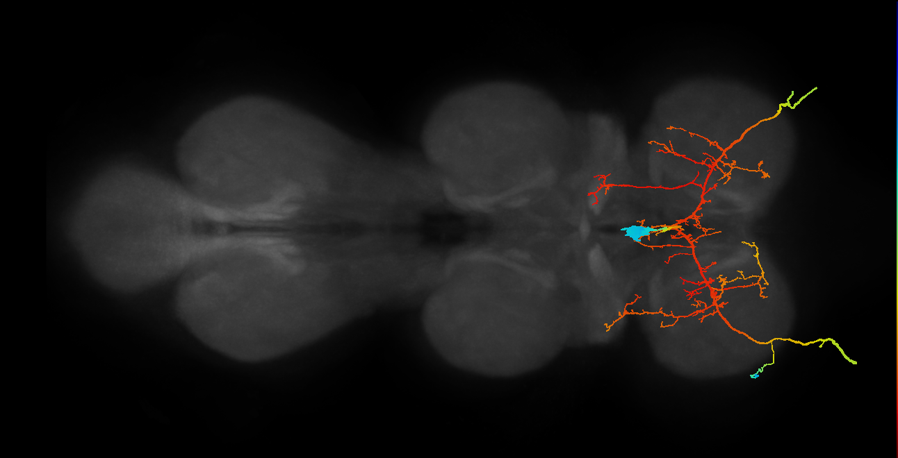 adult prothoracic ventral unpaired median neuron