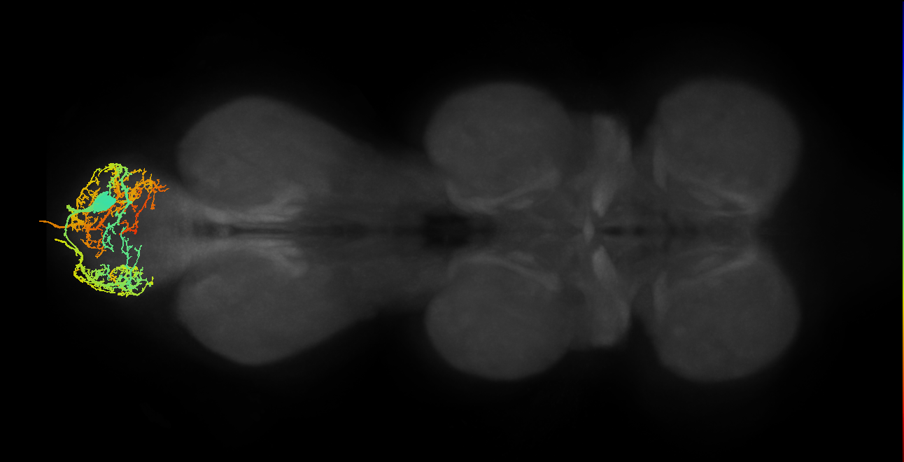 EN00B020_M (MaleCNS:803015)