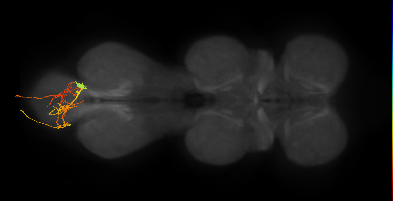 efferent neuron