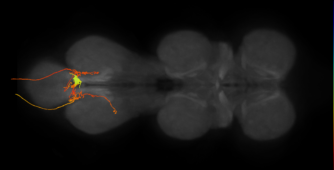 adult efferent neuron