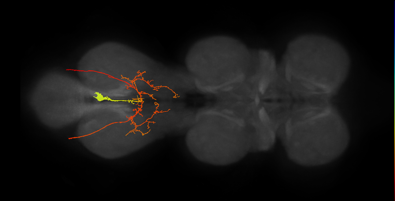 efferent neuron