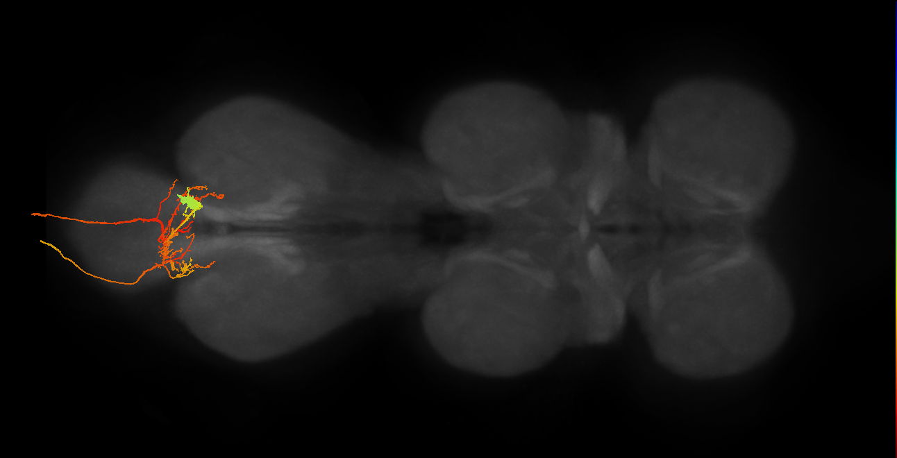 EN00B026_M (MaleCNS:814117)