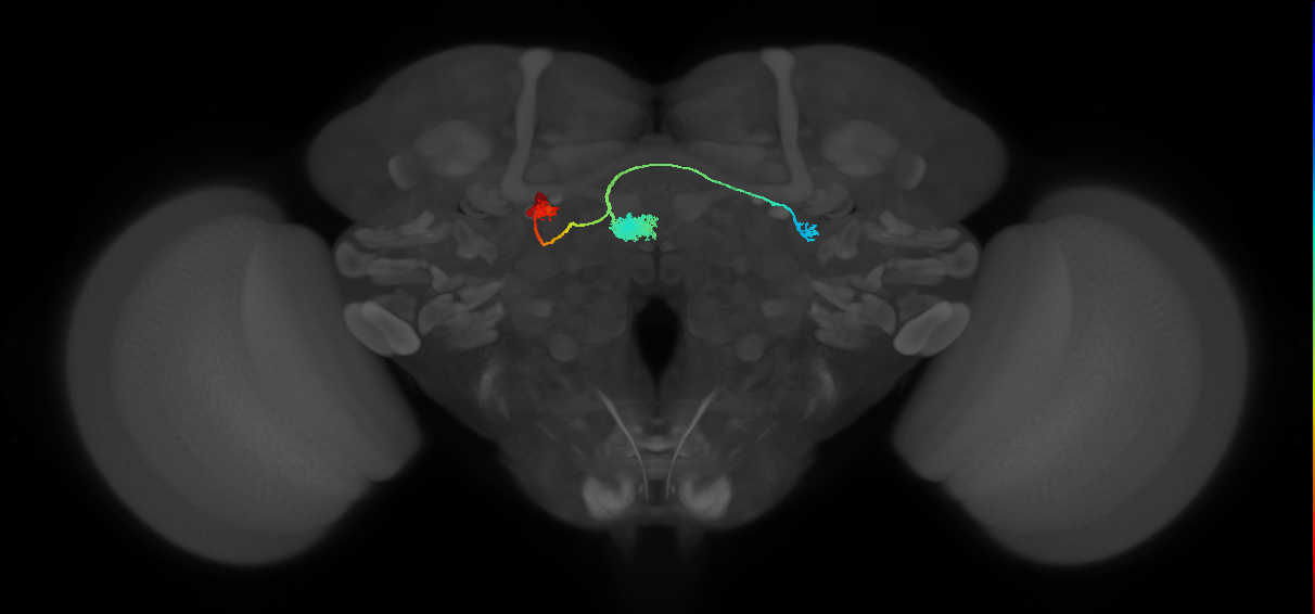 EPG(PB08)_L8 (MaleCNS:521409)