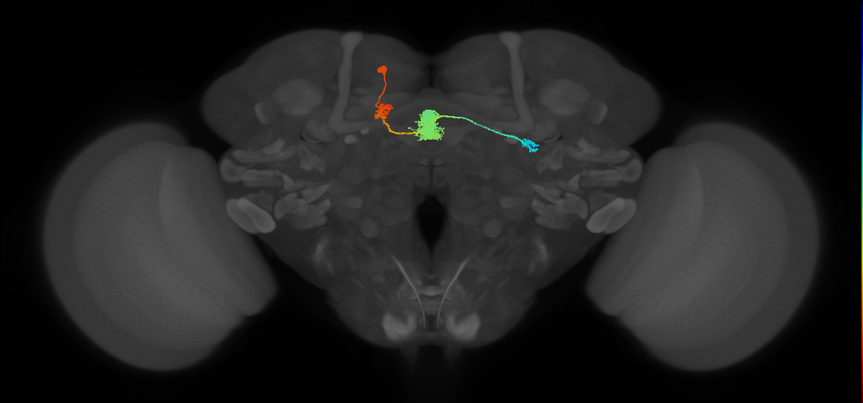 DPMpm2 lineage neuron