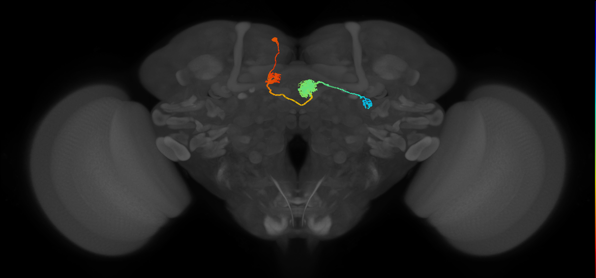 EPG(PB08)_L4 (MaleCNS:11307)