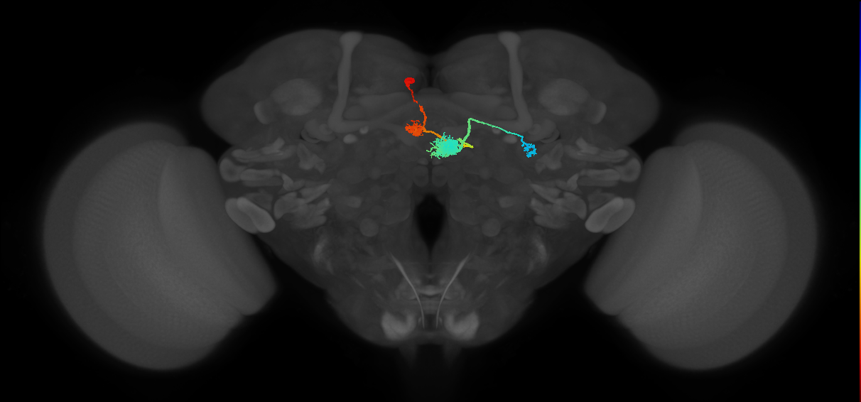 EPG(PB08)_L2 (MaleCNS:524073)