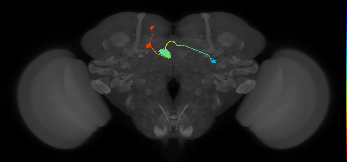EPG(PB08)_L6 (MaleCNS:556346)