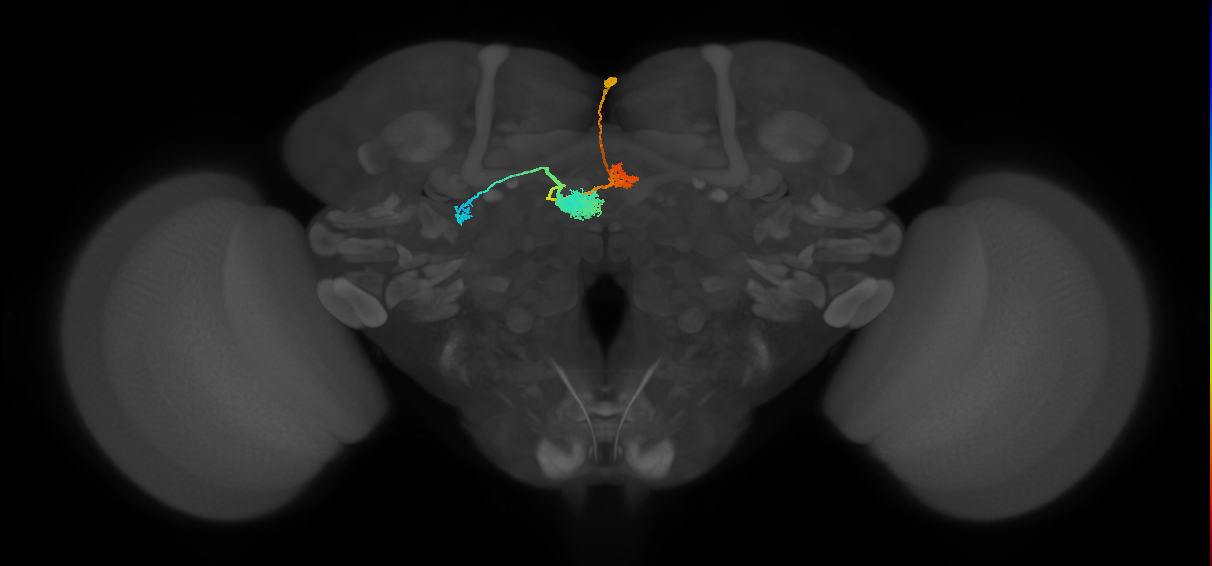 EPG(PB08)_R2 (MaleCNS:513463)
