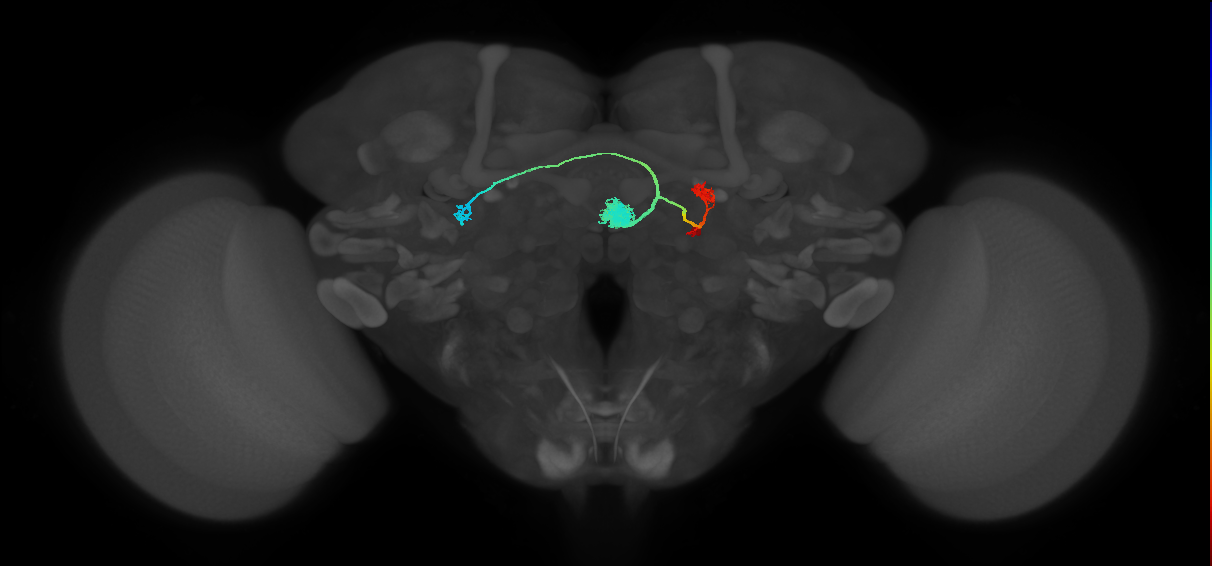 EPG(PB08)_R8 (MaleCNS:513464)