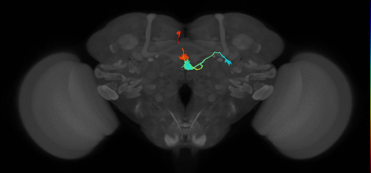 EPG(PB08)_L1 (MaleCNS:512514)