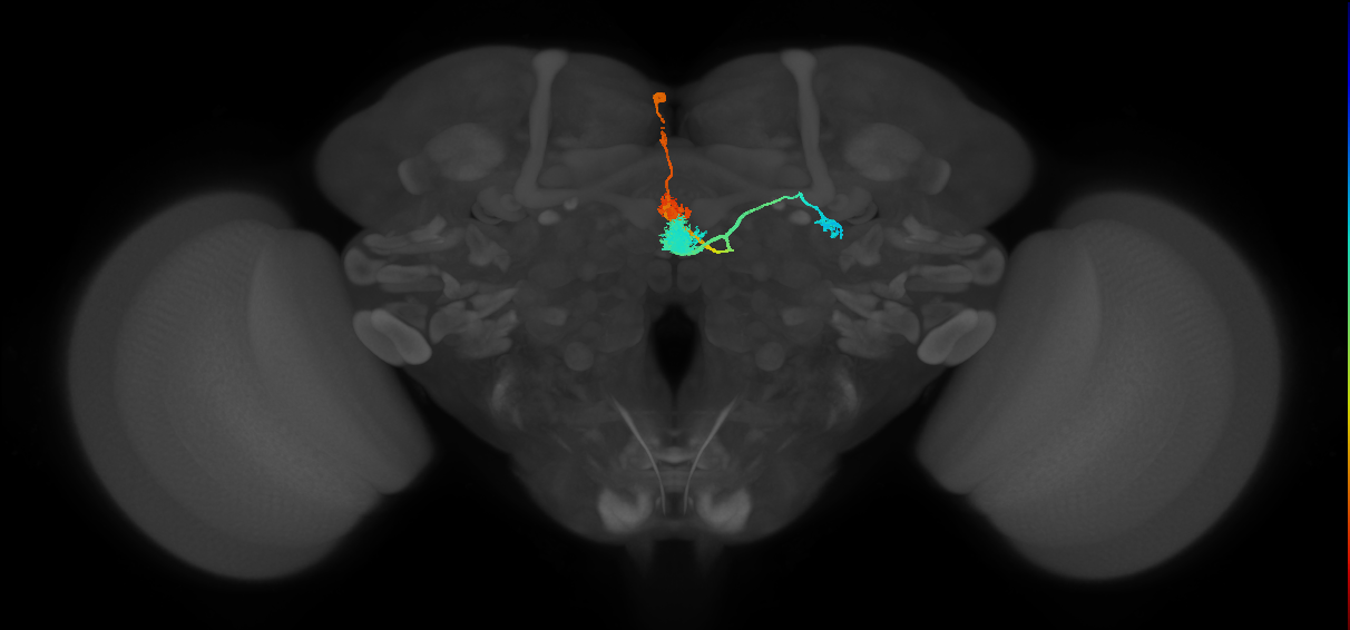 EPG(PB08)_L1 (MaleCNS:519140)