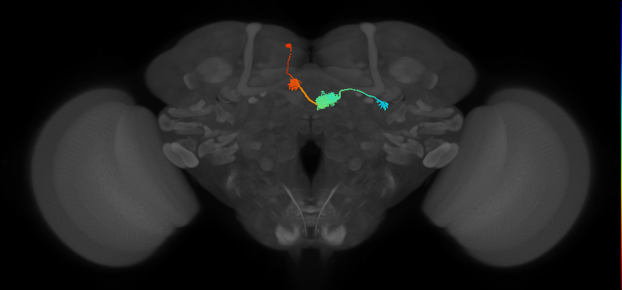 EPG(PB08)_L3 (MaleCNS:88342)