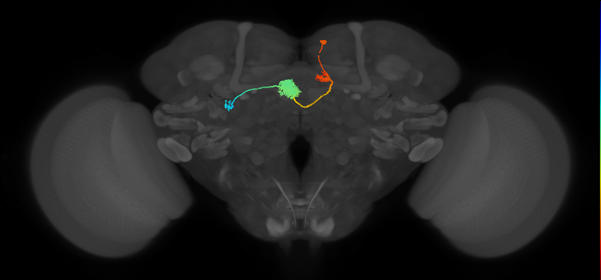 EPG(PB08)_R4 (MaleCNS:523786)