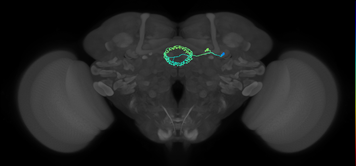 adult ellipsoid body ring neuron