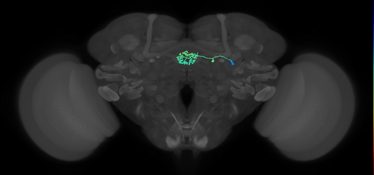 ER3d_b_R (MaleCNS:30674)