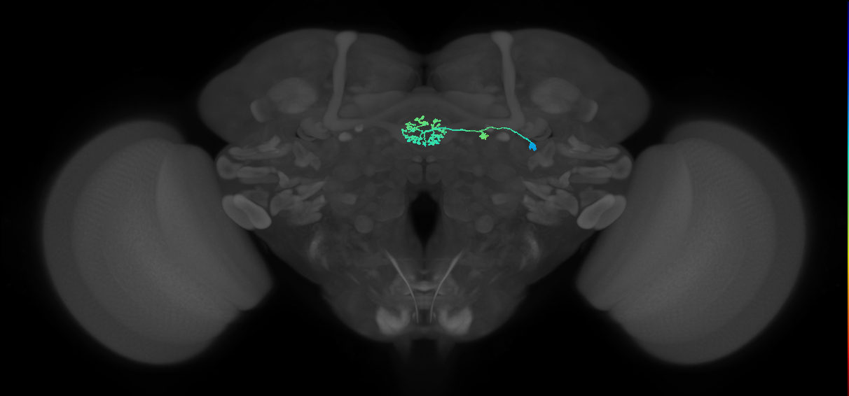 ER3d_b_R (MaleCNS:512608)