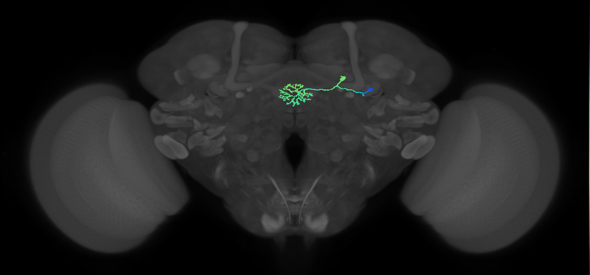 ER3w_b_R (MaleCNS:513678)