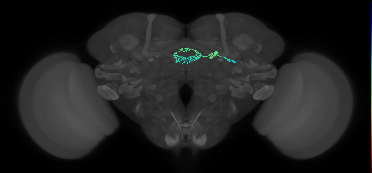 ER5_R (MaleCNS:568502)