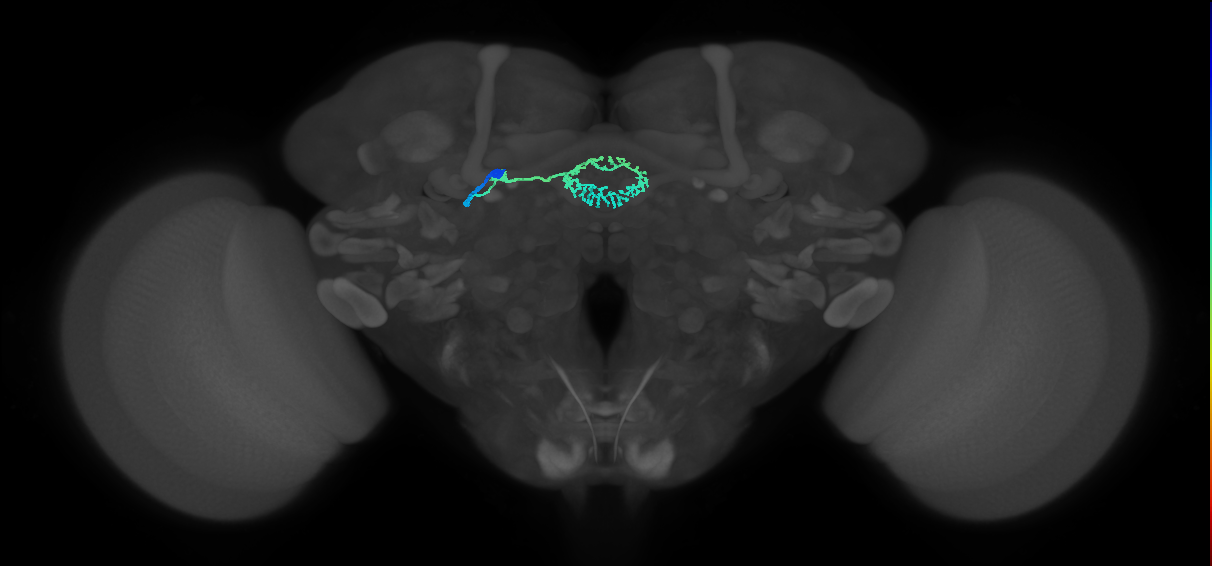 ER5_L (MaleCNS:516944)