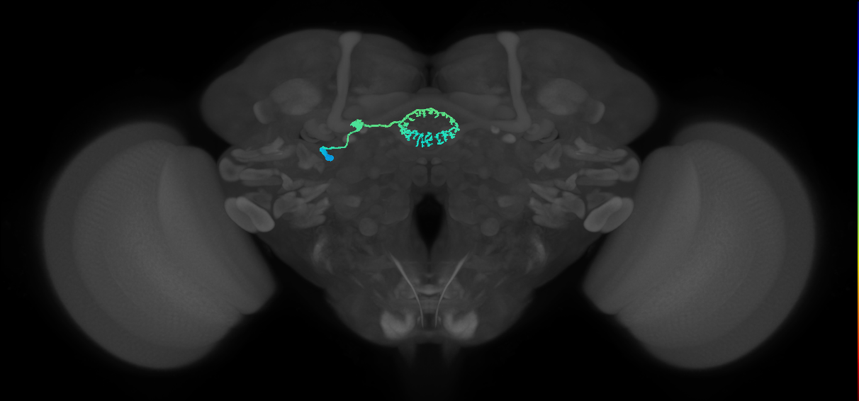ER5_L (MaleCNS:521534)