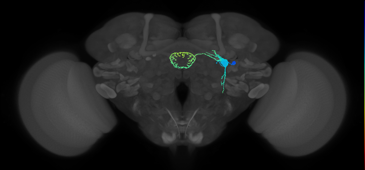 ER6_R (MaleCNS:516110)