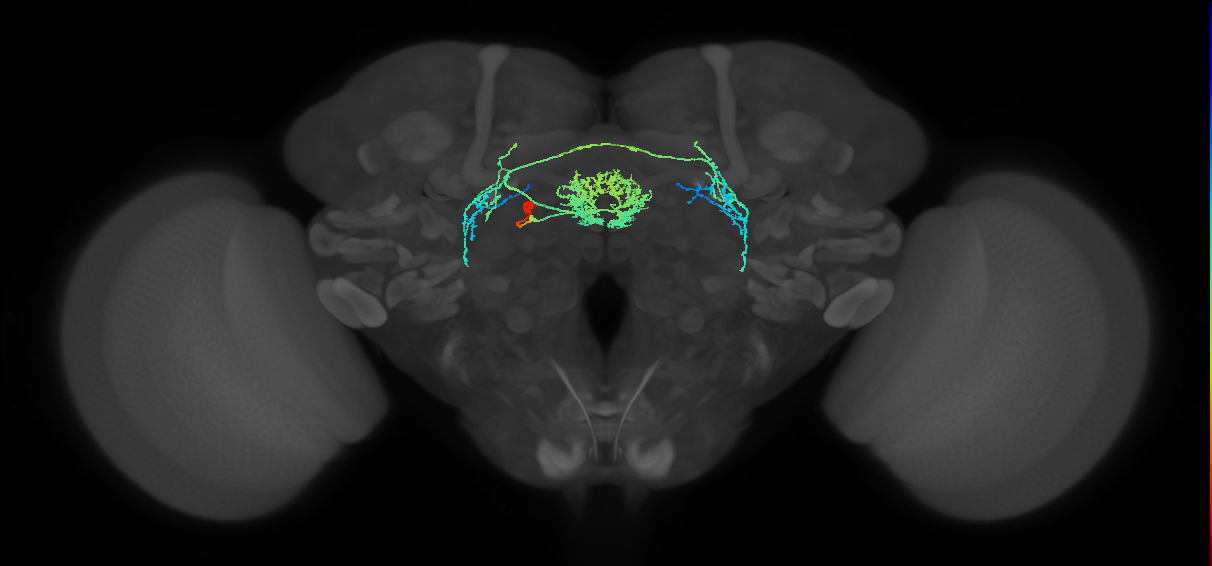 adult ExR7 neuron of DM4 lineage