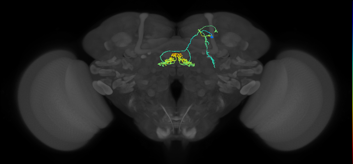adult lateral fan-shaped body tangential neuron