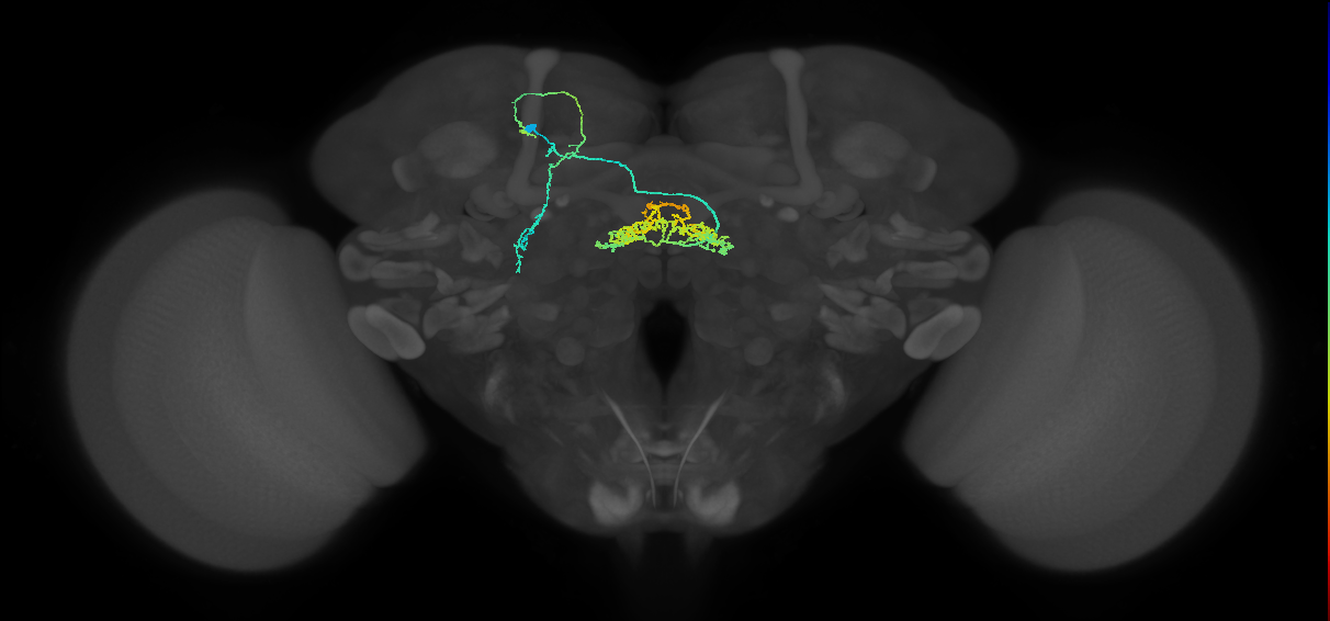 adult lateral fan-shaped body tangential neuron