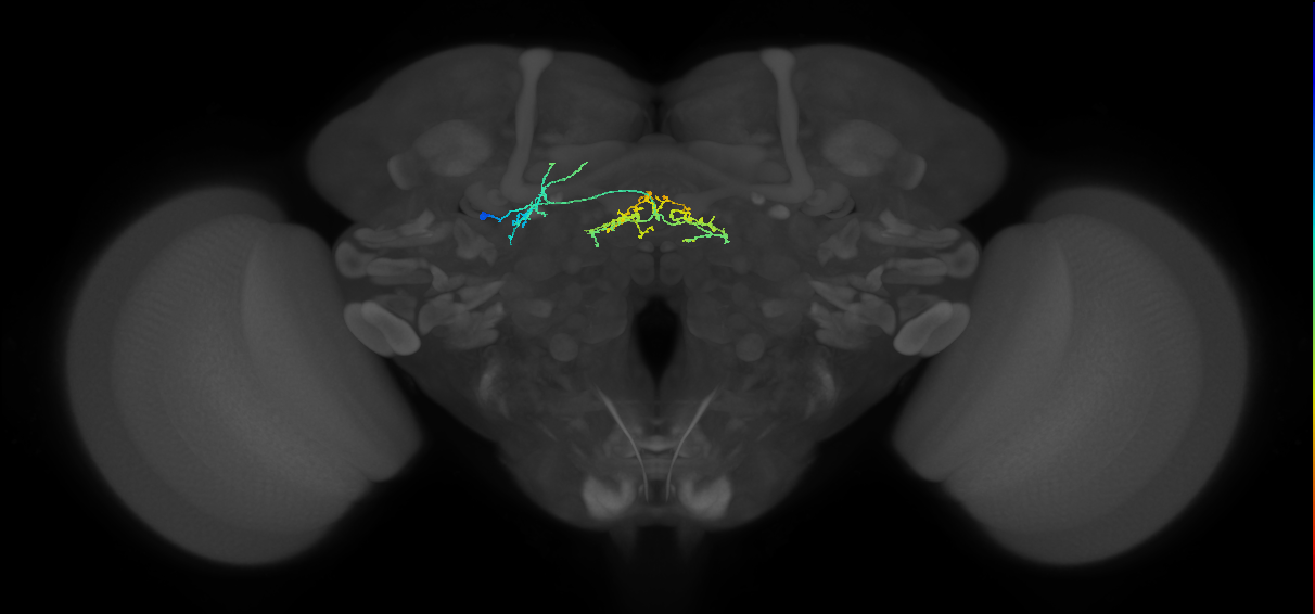 adult EBa1 lineage neuron