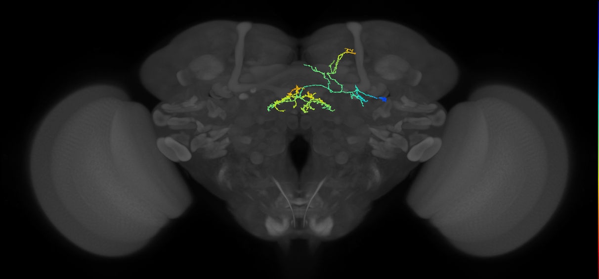 DALv2 lineage neuron