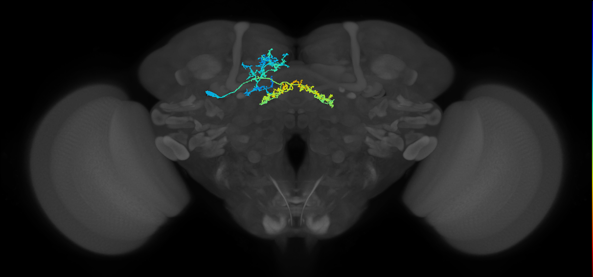 adult AOTUv4 lineage neuron