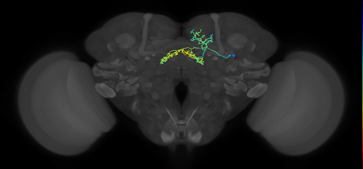 adult AOTUv4 lineage neuron