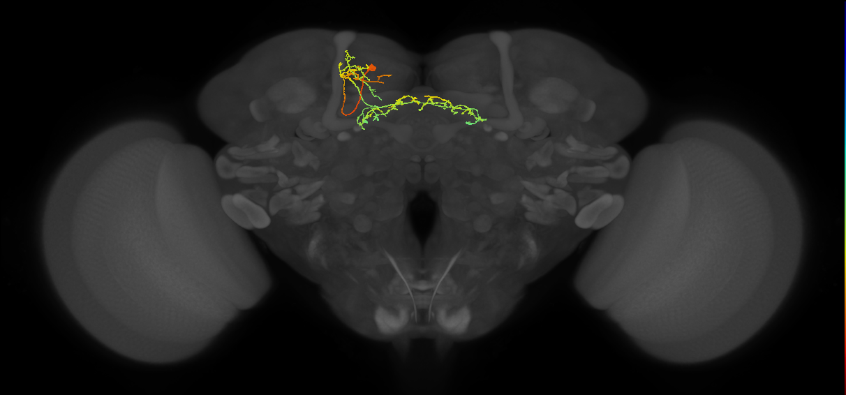 adult fan-shaped body layer 7 neuron of DPMpl2 lineage