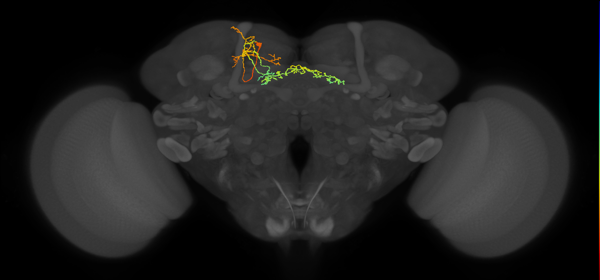 adult fan-shaped body layer 7 neuron of DPMpl2 lineage