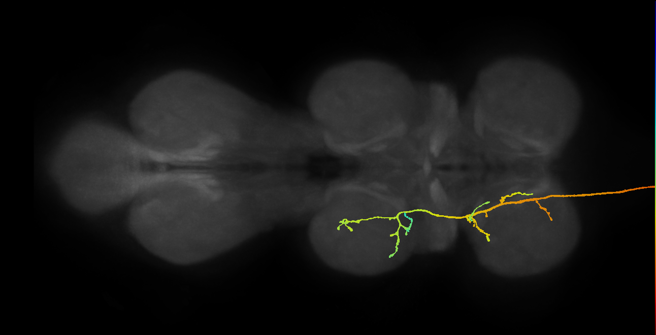 DNge043(hb1499778528)_L (MaleCNS:11458)