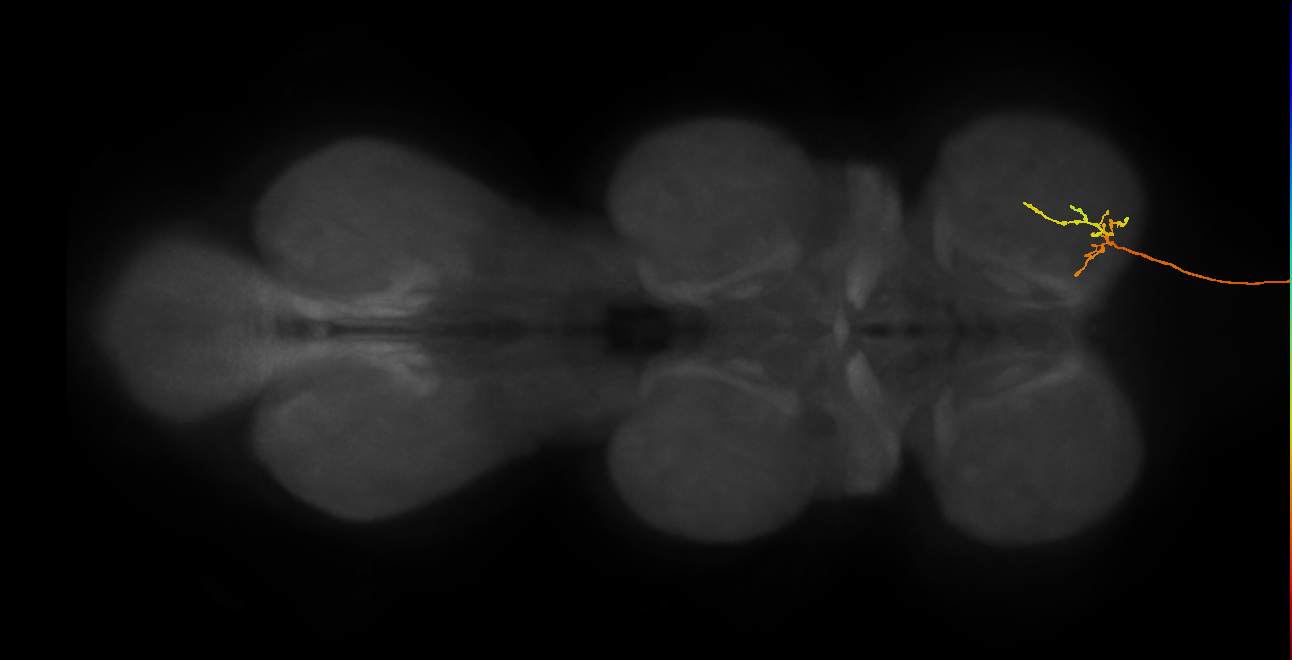 DNge051_L (MaleCNS:523679)