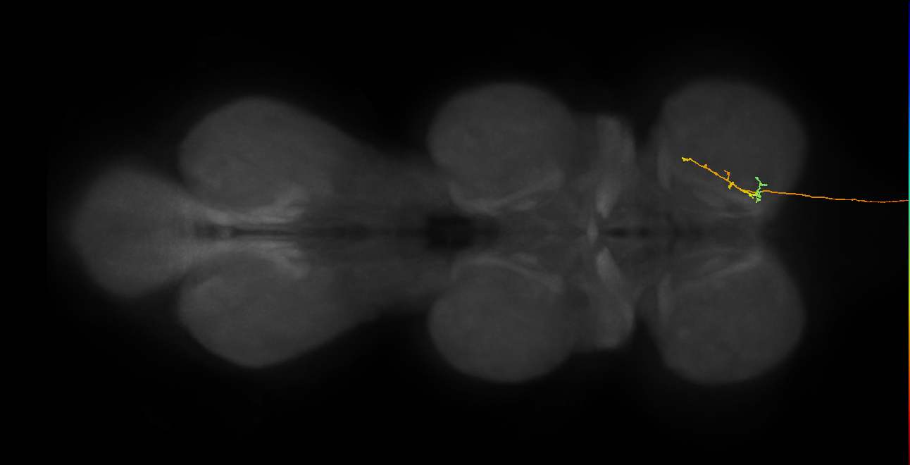DNge057_L (MaleCNS:15450)