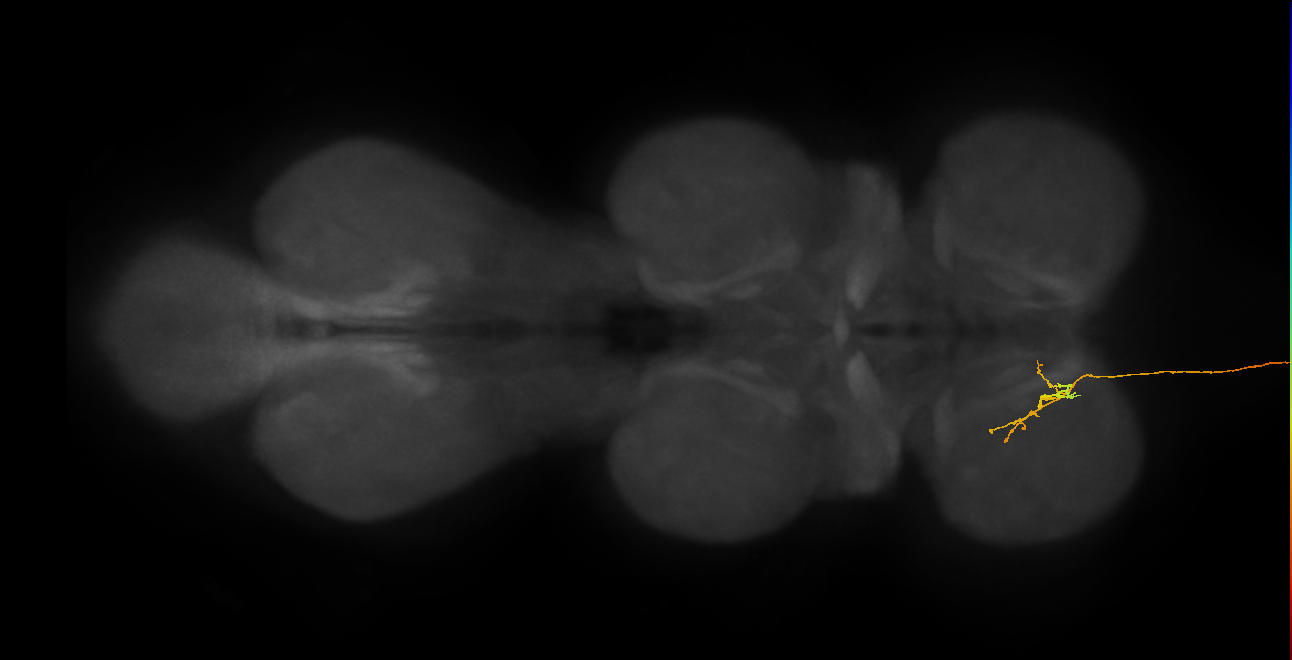 DNge057_R (MaleCNS:15254)