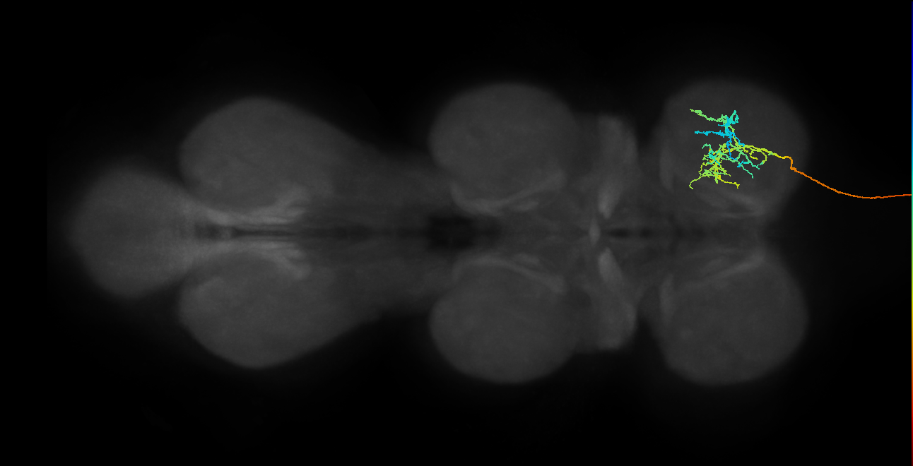 DNfl037
