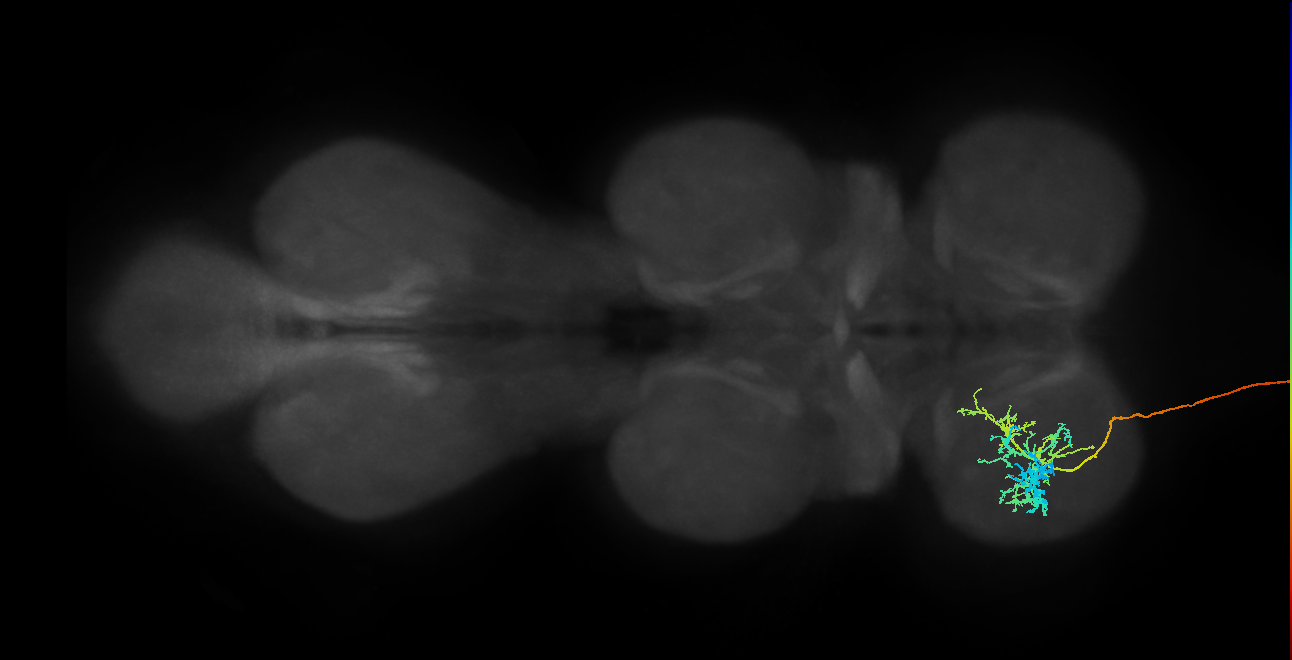 DNge061_L (MaleCNS:909558)