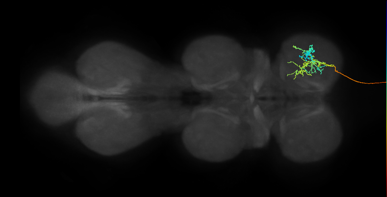 DNge061_R (MaleCNS:228714)